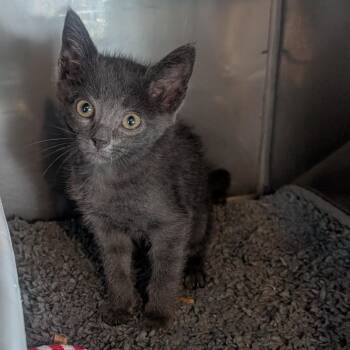 Shirley -  Domestic Short Hair Cat for Adoption in Jefferson City, Tennessee - Shirley | PetCurious