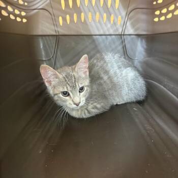 Domestic Short Hair Cats Available for Adoption in Parrish, Alabama - Silver Fox | PetCurious