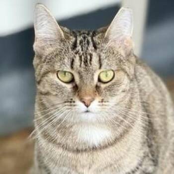 Rescue Domestic Short Hair Cats for Adoption in Ithaca, New York - Jilly | PetCurious