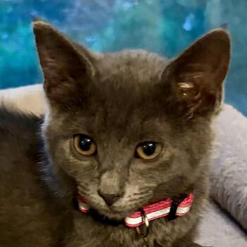 Pebble -  Domestic Short Hair Cat for Adoption in Houghton Lake, Michigan - Pebble | PetCurious