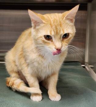 Domestic Short Hair Cats Available for Adoption in Hilton Head Island, South Carolina - Sassy | PetCurious