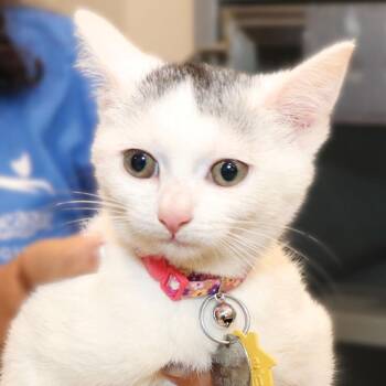 H213084 Casperita -  Domestic Short Hair Cat for Adoption in Port Washington, New York - H213084 Casperita | PetCurious