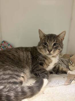 Memphis -  Domestic Short Hair Cat for Adoption in Delson, Quebec - Memphis | PetCurious
