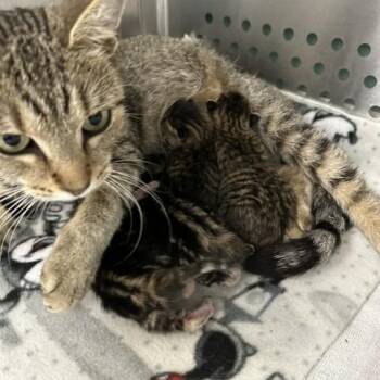 Kimchi -  Domestic Short Hair Cat for Adoption in Indianapolis, Indiana - Kimchi | PetCurious