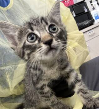 MAUI -  Domestic Short Hair Cat for Adoption in Dallas, Texas - MAUI | PetCurious
