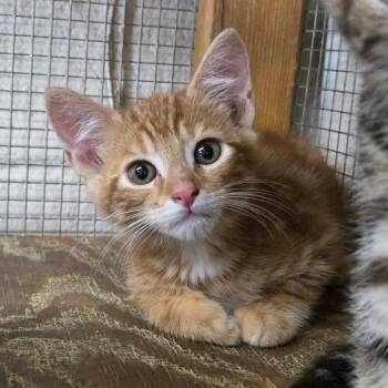 Cheddar -  Domestic Short Hair Cat for Adoption in Madison, Wisconsin - Cheddar | PetCurious