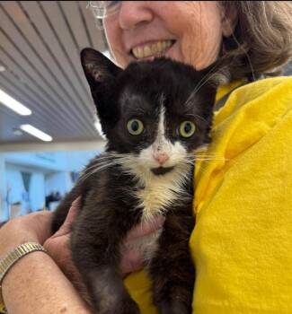 Rescue Domestic Short Hair Cats for Adoption in Woodbury, New Jersey - Jake | PetCurious