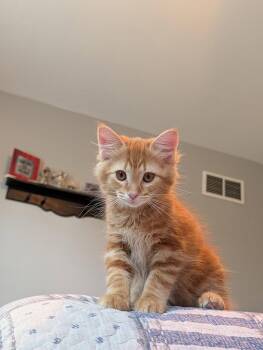 Domestic Short Hair Cats Available for Adoption in Rockaway, New Jersey - Cheeto KITTEN | PetCurious