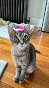 Tabby and Domestic Short Hair Cats Available for Adoption in Cincinnati, Ohio - Madeleine | PetCurious