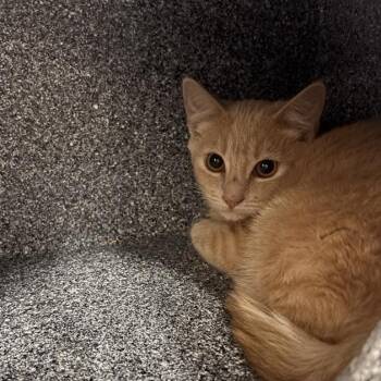Nash -  Domestic Short Hair Cat for Adoption in Salt Lake City, Utah - Nash | PetCurious