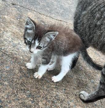 Bowie -  Domestic Short Hair Cat for Adoption in Little Rock, Arkansas - Bowie | PetCurious