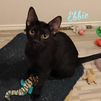 Ebbie #patio-posse -  Bombay and Domestic Short Hair Cat for Adoption in Houston, Texas - Ebbie #patio-posse | PetCurious