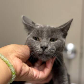 Diet coke -  Domestic Short Hair Cat for Adoption in West Olive, Michigan - Diet Coke | PetCurious