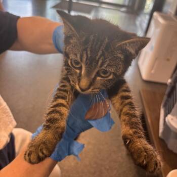 Wasabi -  Domestic Short Hair Cat for Adoption in Allentown, Pennsylvania - Wasabi | PetCurious