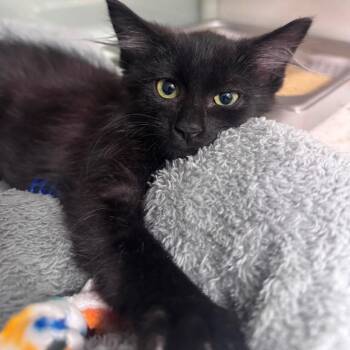 Frankendoodle -  Domestic Medium Hair Cat for Adoption in Wheeling, Illinois - Frankendoodle | PetCurious