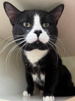 Ram -  Domestic Short Hair Cat for Adoption in Winnipeg, Manitoba - Ram | PetCurious