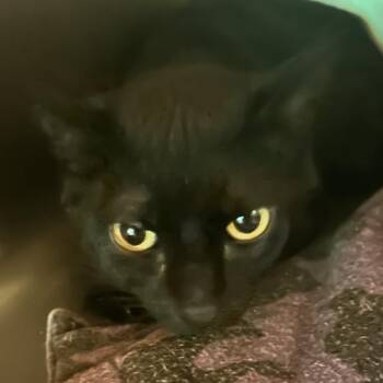 Entropy -  Domestic Short Hair Cat for Adoption in Veneta, Oregon - Entropy | PetCurious