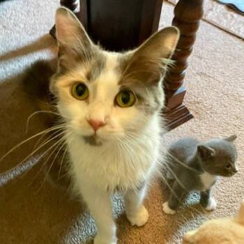Puurl Jam -  Domestic Long Hair Cat for Adoption in St. Louis, Missouri - Puurl Jam | PetCurious