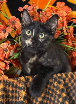 5/13/26 Sakura -  Domestic Short Hair Cat for Adoption in Stillwater, Oklahoma - 5/13/26 Sakura | PetCurious