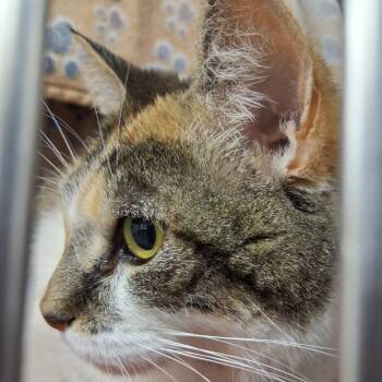 Domestic Short Hair Cats Available for Adoption in Middlebury, Vermont - Brindy | PetCurious