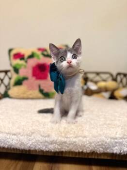 Ranger Lumberton -  Tabby and Domestic Short Hair Cat for Adoption in Friendswood, Texas - Ranger Lumberton | PetCurious