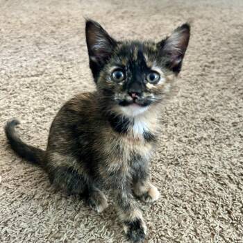 Domestic Short Hair Cats Available for Adoption in Minnetonka, Minnesota - Bulbasaur C69604 | PetCurious