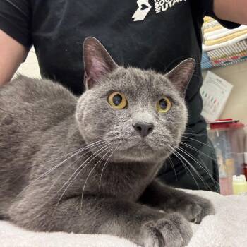 Gregg -  Domestic Short Hair Cat for Adoption in Murray, Utah - Gregg | PetCurious
