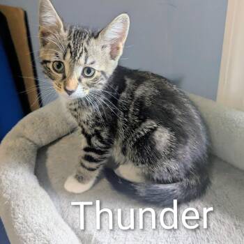 Thunder (Saffron) -  Domestic Medium Hair Cat for Adoption in Ashland, Virginia - Thunder (Saffron) | PetCurious