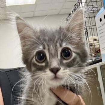 DW -  Domestic Short Hair Cat for Adoption in Sacramento, California - DW | PetCurious