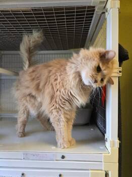 Simba -  Domestic Long Hair Cat for Adoption in Cortland, New York - Simba | PetCurious