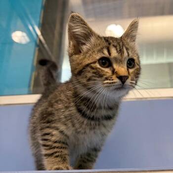 Gloop -  Domestic Short Hair Cat for Adoption in Cheyenne, Wyoming - Gloop | PetCurious