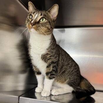 Riddim -  Domestic Short Hair Cat for Adoption in Richmond, Virginia - Riddim | PetCurious