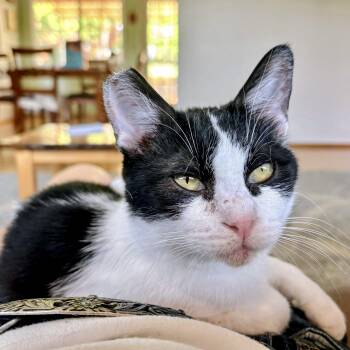 Rescue Tuxedo and Domestic Short Hair Cats for Adoption in Springfield, Oregon - Oreo | PetCurious
