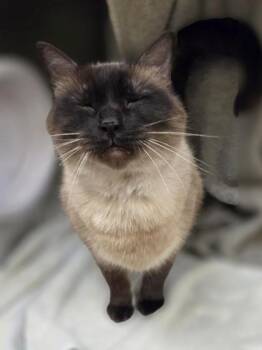 Momo -  Domestic Medium Hair and Domestic Short Hair Cat for Adoption in Westland, Michigan - Momo | PetCurious