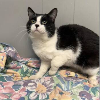 Jon Snow -  Domestic Short Hair Cat for Adoption in Midland, Texas - Jon Snow | PetCurious