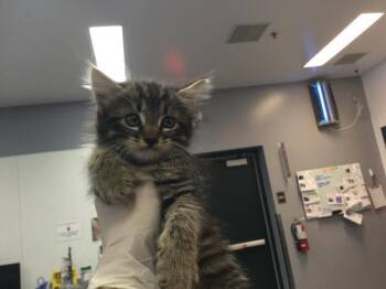 Domestic Short Hair Cats Available for Adoption in Thousand Palms, California - IZZY | PetCurious