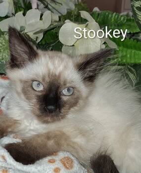 Stookey -  Domestic Medium Hair Cat for Adoption in Redondo Beach, California - Stookey | PetCurious