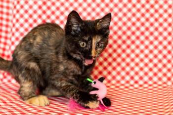 EBONY -  Domestic Short Hair Cat for Adoption in Sandusky, Ohio - EBONY | PetCurious