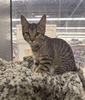 Rescue Domestic Short Hair Cats for Adoption in Pickering, Ontario - Pixie | PetCurious