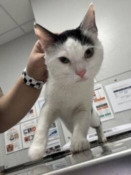Memphis -  Domestic Short Hair Cat for Adoption in Sevierville, Tennessee - Memphis | PetCurious