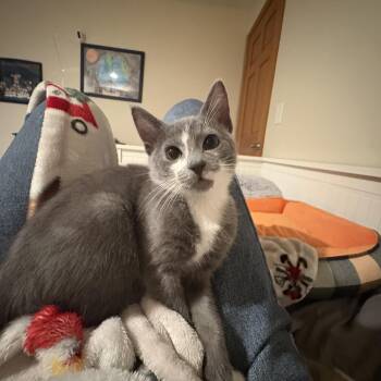 Violet -  Russian Blue and Domestic Short Hair Cat for Adoption in Woodinville, Washington - Violet | PetCurious