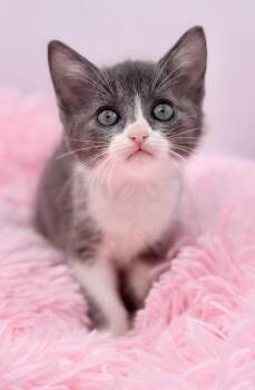Kyoto -  Russian Blue Cat for Adoption in Covington, Louisiana - Kyoto | PetCurious