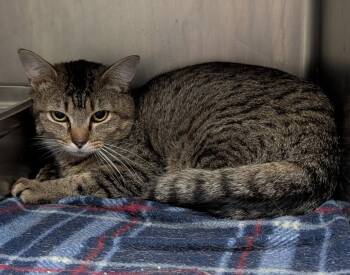 Tabby and Domestic Short Hair Cats Available for Adoption in Marietta, Ohio - Pie (Spayed) (Empty-Nester) | PetCurious