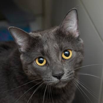 Booger -  Domestic Short Hair Cat for Adoption in Middletown, Rhode Island - Booger | PetCurious