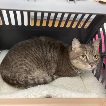 Chippi -  Domestic Short Hair Cat for Adoption in Sarasota, Florida - Chippi | PetCurious