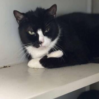 Rescue Domestic Medium Hair Cats for Adoption in South Riding, Virginia - April | PetCurious