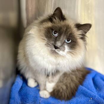 Domestic Long Hair Cats Available for Adoption - Chiffon | PetCurious