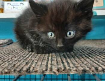 Domestic Medium Hair Cats Available for Adoption in Crocker, Missouri - Bishop | PetCurious
