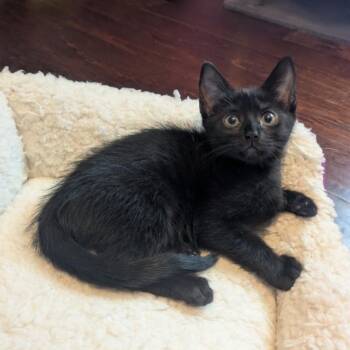 Sapa -  Domestic Short Hair Cat for Adoption in Westminster, California - Sapa | PetCurious