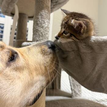 Sweet Chip 30 -  Domestic Short Hair Cat for Adoption in Austin, Texas - Sweet Chip 30 | PetCurious